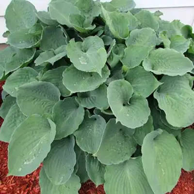 Хоста МУНЛАЙТ СОНАТА гибридная в Рогачеве