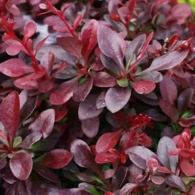 Барбарис АТРОПУРПУРЕА НАНА тунберга в Рогачеве