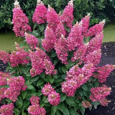 Гортензия МЕГА МИНДИ метельчатая в Рогачеве