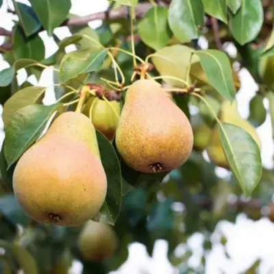 Груша ВЫСТАВОЧНАЯ в Рогачеве