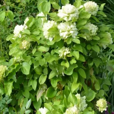 Клематис КОХАНА в Рогачеве