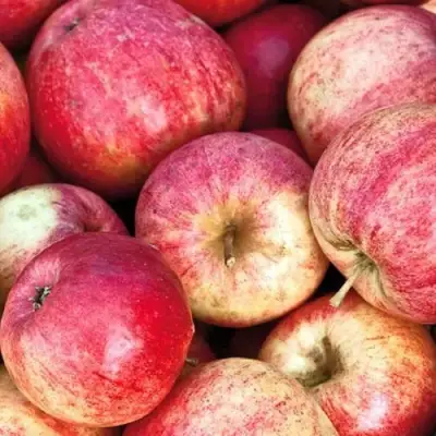 Яблоня ШТРИФЕЛЬ в Рогачеве