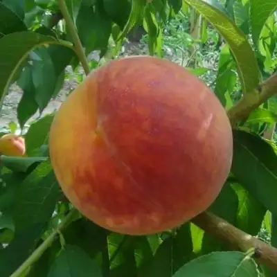 Персик ВАЙН ГОЛД Т3 в Рогачеве