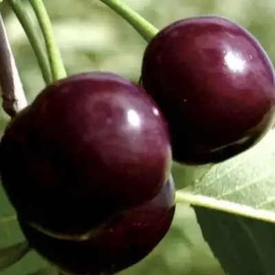 Дюк КСЕНИЯ (ЧЕРЕВИШНЯ) в Рогачеве