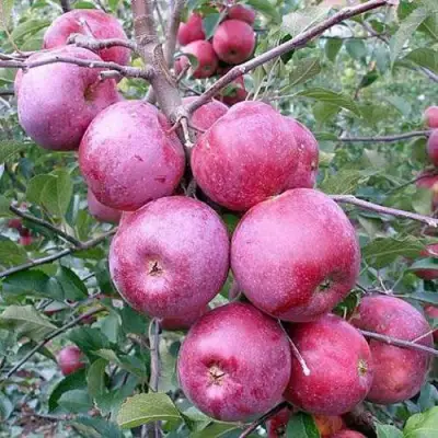 Яблоня ФЛОРИНА в Рогачеве