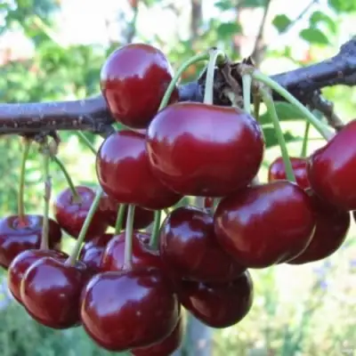 Вишня НОРД СТАР в Рогачеве