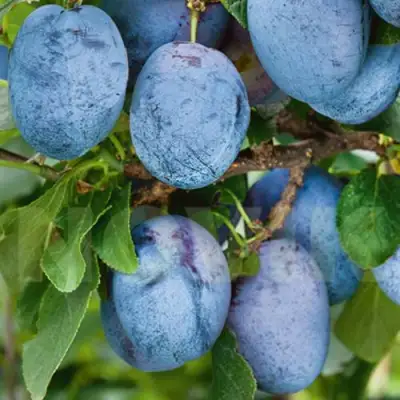 Слива ОДА в Рогачеве