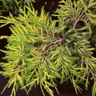 Можжевельник КИНГ ОФ СПРИНГ средний в Рогачеве