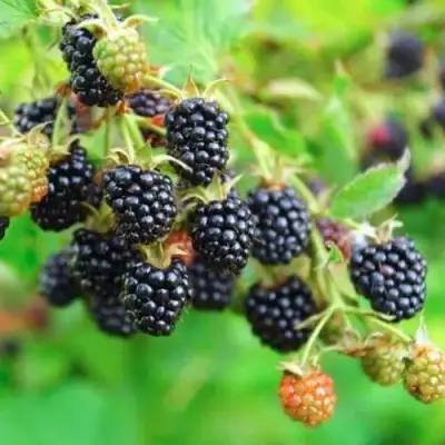 Ежевика АПАЧИ бесшипная  в Рогачеве