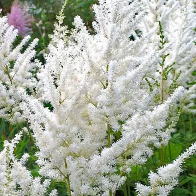 Астильба ДИАМАНТ Арендса в Рогачеве