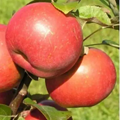 Яблоня РЕДКРАФТ в Рогачеве