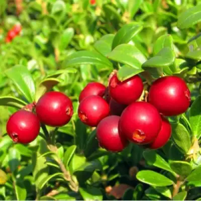 Брусника садовая РЕД ПЕРЛ в Рогачеве