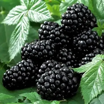 Ежевика БЛЭК БЬЮТИ в Рогачеве