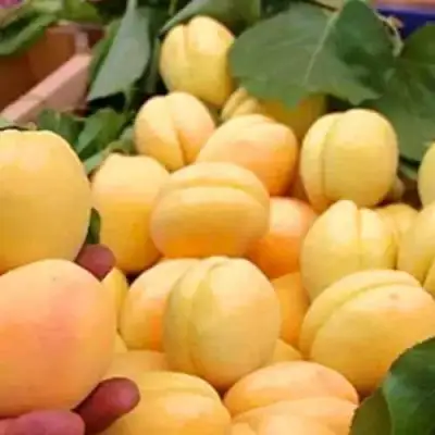 Абрикос АНАНАСНЫЙ в Рогачеве