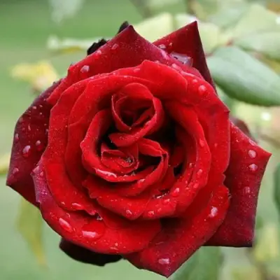 Роза ТАБУ чайно-гибридная в Рогачеве