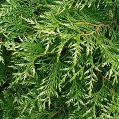 Туя СМАРАГД ВАРИЕГАТА западная в Рогачеве