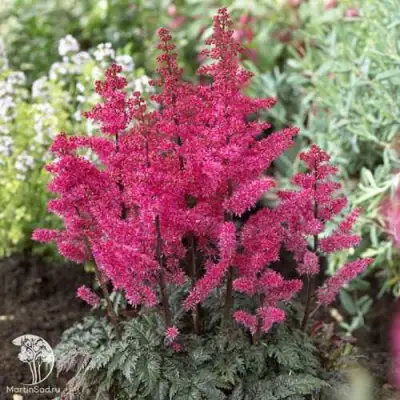 Астильба МУЛЕН РУЖ курчавая в Рогачеве