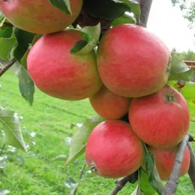 Яблоня ПИККОЛО в Рогачеве