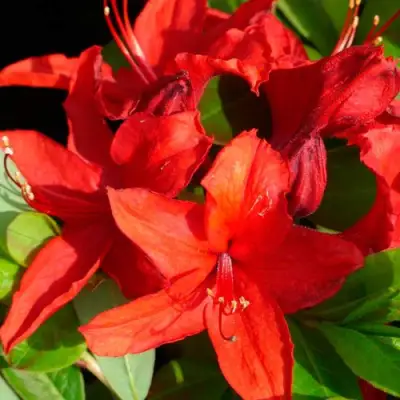 Азалия НАБУКО листопадная в Рогачеве