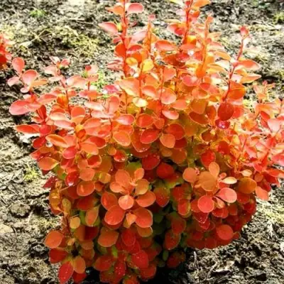 Барбарис ОРАНЖ ФАЙЕР тунберга в Рогачеве