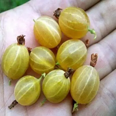 Крыжовник ЯРОВОЙ в Рогачеве