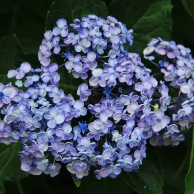 Гортензия АИША крупнолистная  в Рогачеве