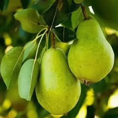 Груша СЕВЕРЯНКА колонновидная в Рогачеве