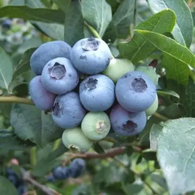 Голубика БЛЮЭТТА в Рогачеве