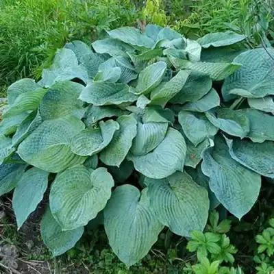 Хоста ЭЛЕГАНС Зибольда в Рогачеве