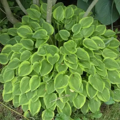 Хоста ГОЛДЕН ТИАРА в Рогачеве