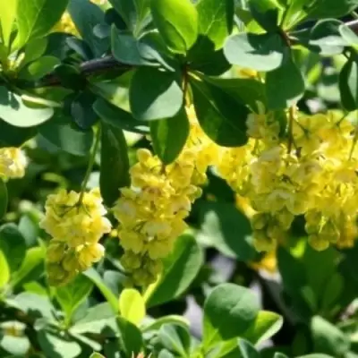 Барбарис ИНДИАН САММЕР  в Рогачеве