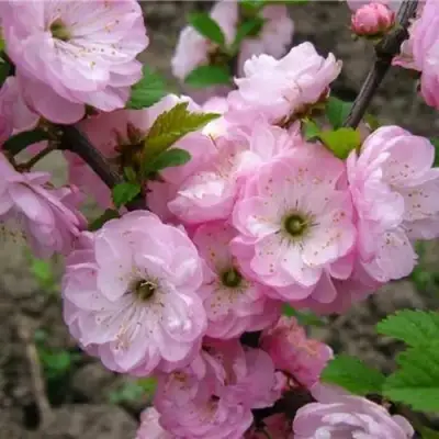 Миндаль ТРЁХЛОПАСТНЫЙ (луизеания) в Рогачеве