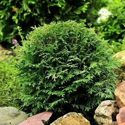 Туя ДАНИКА западная в Рогачеве