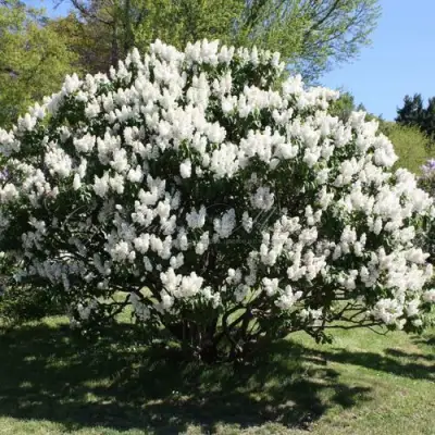 Сирень РОЧЕСТЕР в Рогачеве