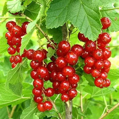 Смородина красная ФЕРТОДИ в Рогачеве