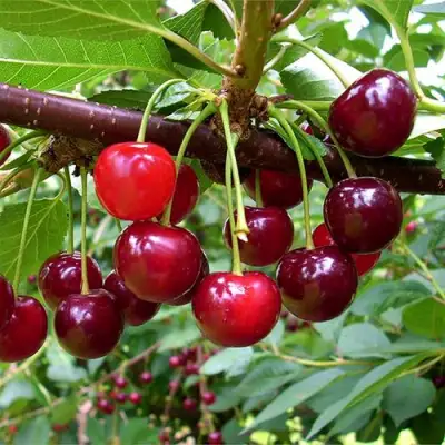 Вишня БРУСНИЦЫНА степная в Рогачеве