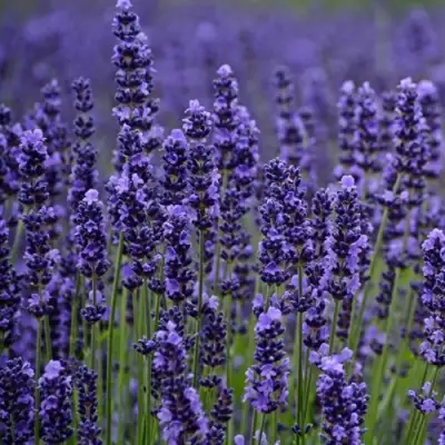 Лаванда МАНСТЕД узколистная в Рогачеве