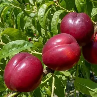 Нектарин БИГ-ТОП в Рогачеве