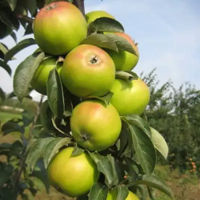 Яблоня ЛУКОМОР колонновидная в Рогачеве