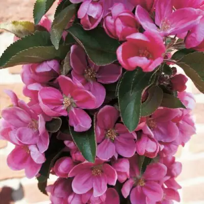 Яблоня ЗЕЛЁНЫЙ БУКЕТ декоративная в Рогачеве