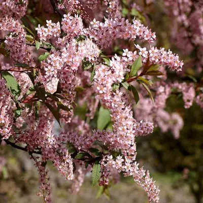 Черемуха НЕЖНОСТЬ в Рогачеве