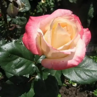 Роза БЕЛА ПЕРЛА чайно-гибридная в Рогачеве