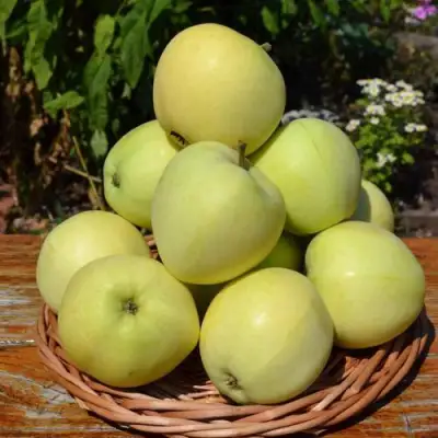 Яблоня ПАПИРОВКА в Рогачеве