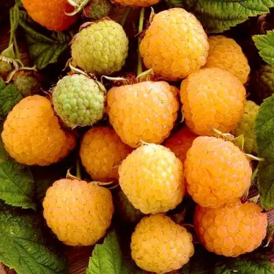 Малина ЗОЛОТЫЕ КУПОЛА в Рогачеве