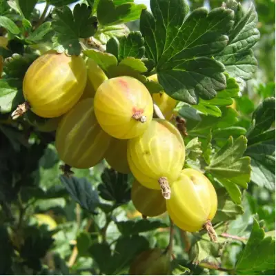 Крыжовник БЕРИЛЛ в Рогачеве