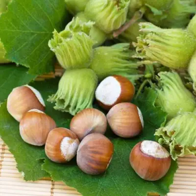 Фундук КРЕПКИЙ ОРЕШЕК в Рогачеве