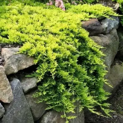 Можжевельник ГОЛДЕН КАРПЕТ горизонтальный  в Рогачеве