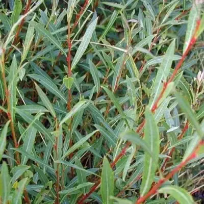 Ива НАНА пурпурная в Рогачеве