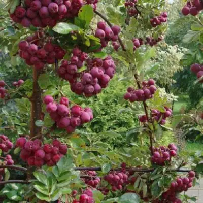 Рябина ДЕСЕРТНАЯ МИЧУРИНА сладкоплодная в Рогачеве