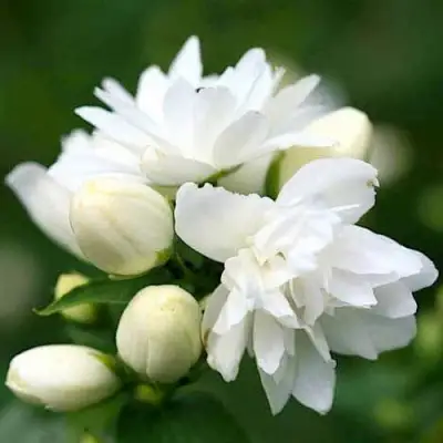 Жасмин ШНЕЕШТРУМ в Рогачеве